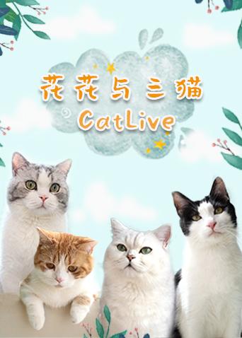花花与三猫catlive20191110期